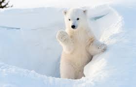 Polar Bears 